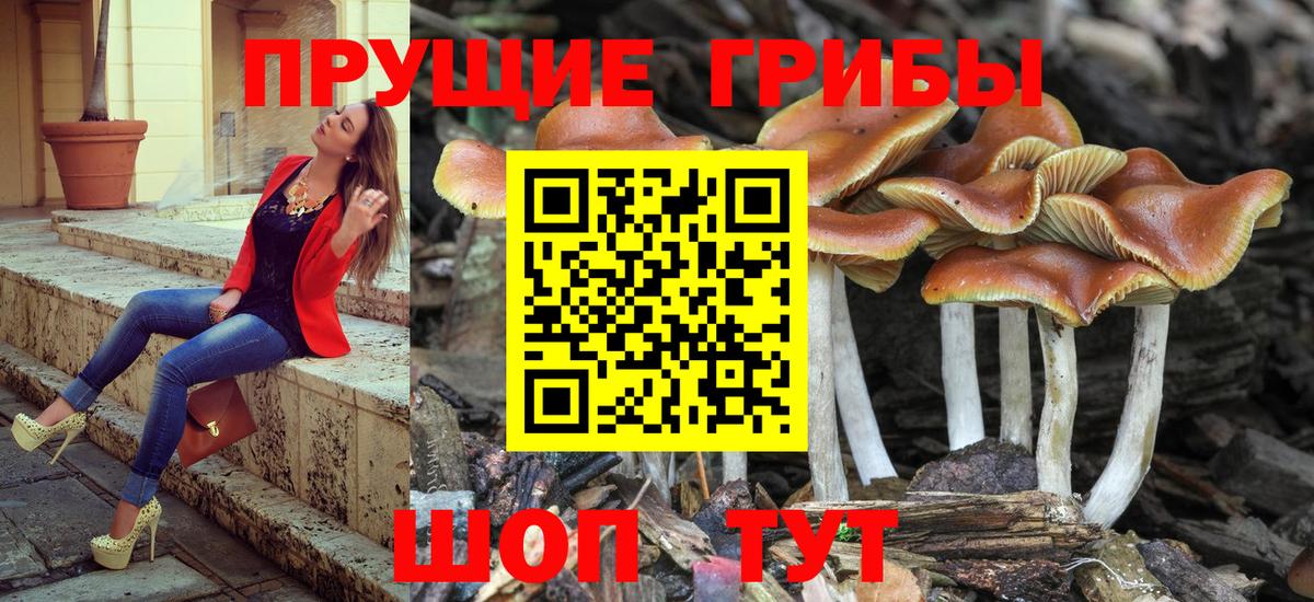Ступино  как найти   Псилоцибиновые грибы прущие грибы  Вход с VPN  Псилоцибиновые грибы мухоморы 